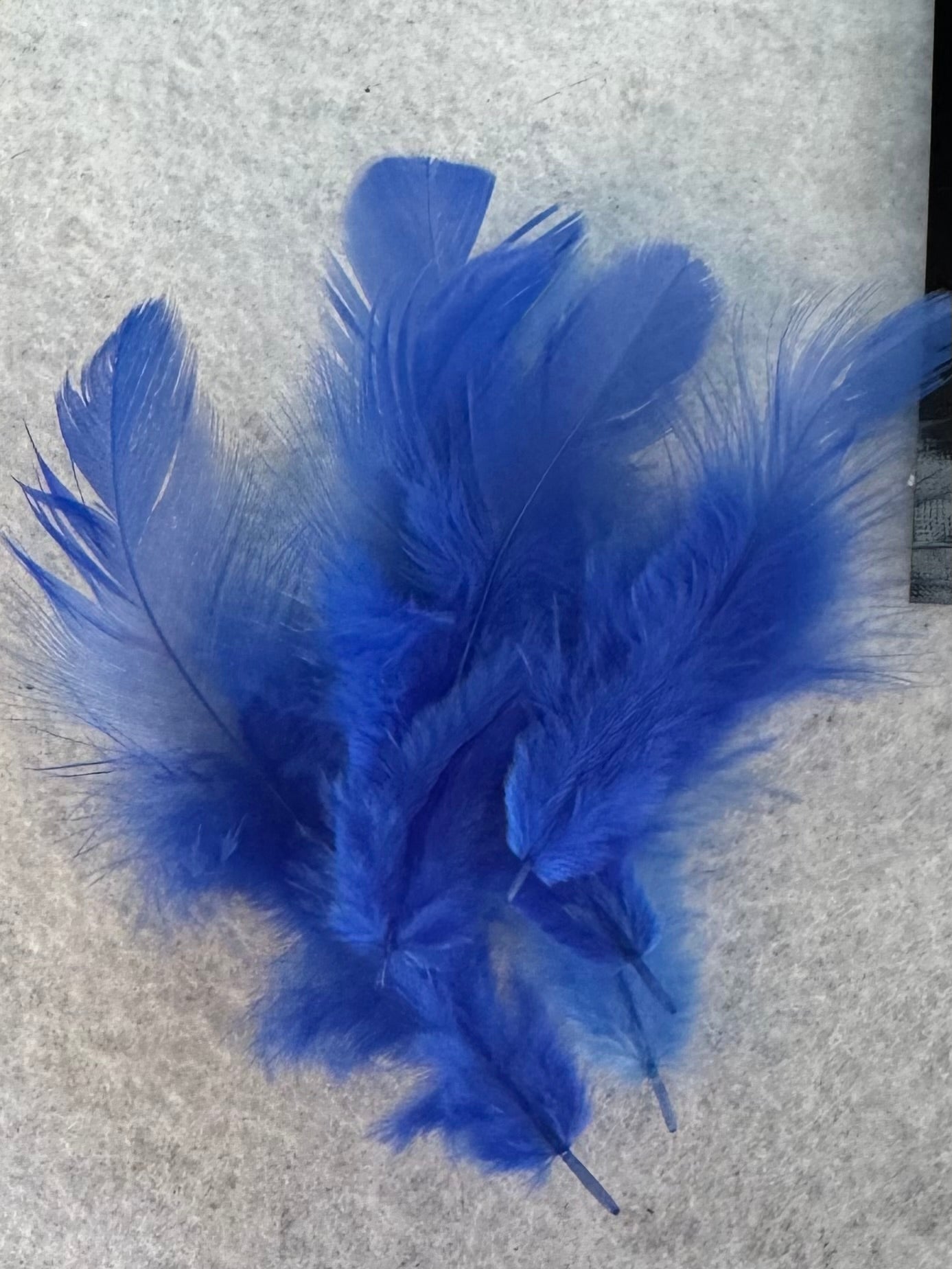 Fancy vibrant feathers