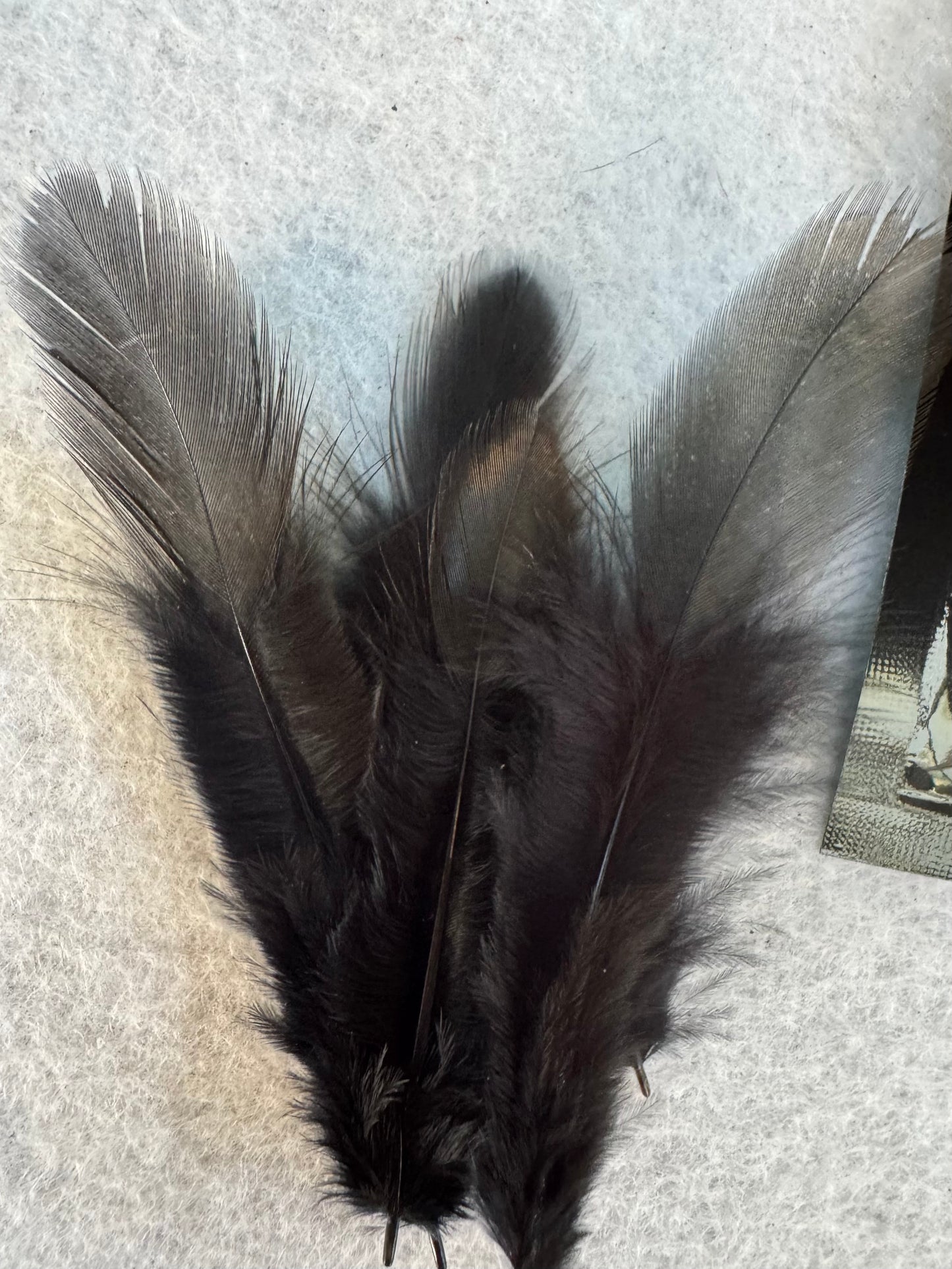 Fancy vibrant feathers